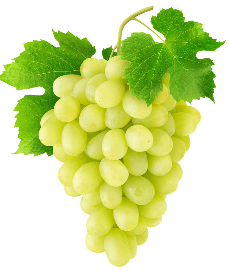 Eine Traube frischer grüner Weintrauben mit Blättern, isoliert auf einem transparenten Hintergrund.
