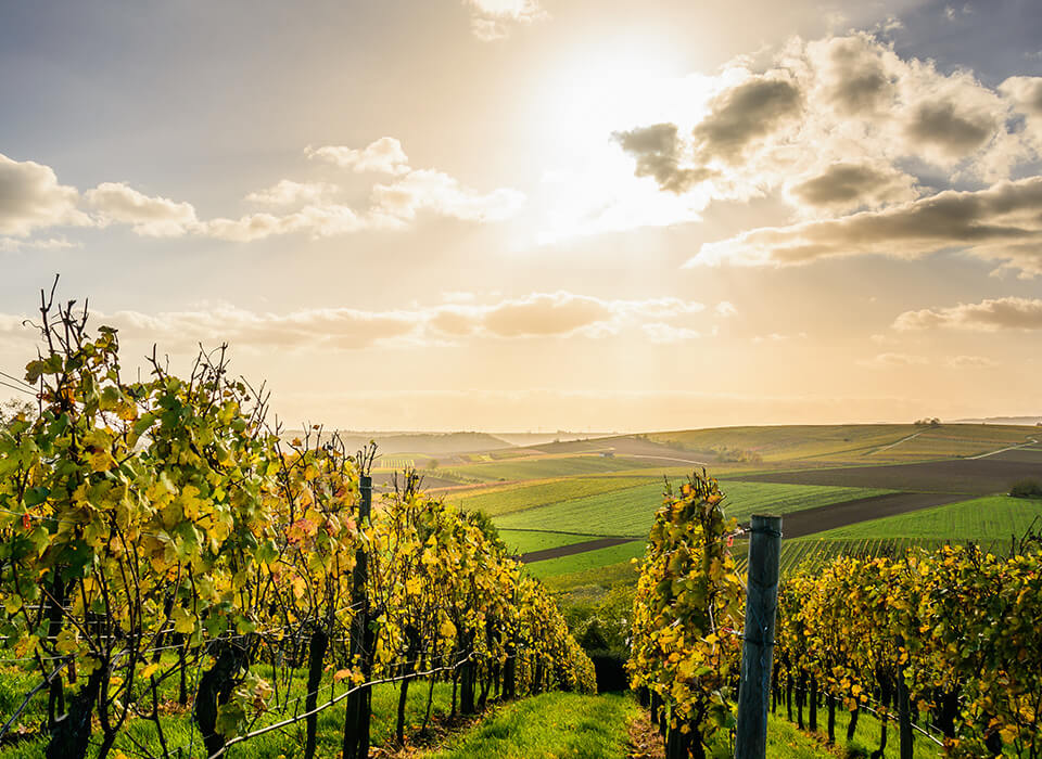 SAINT-AMOUR<br />
CLOS DU CHAPITRE <br />
