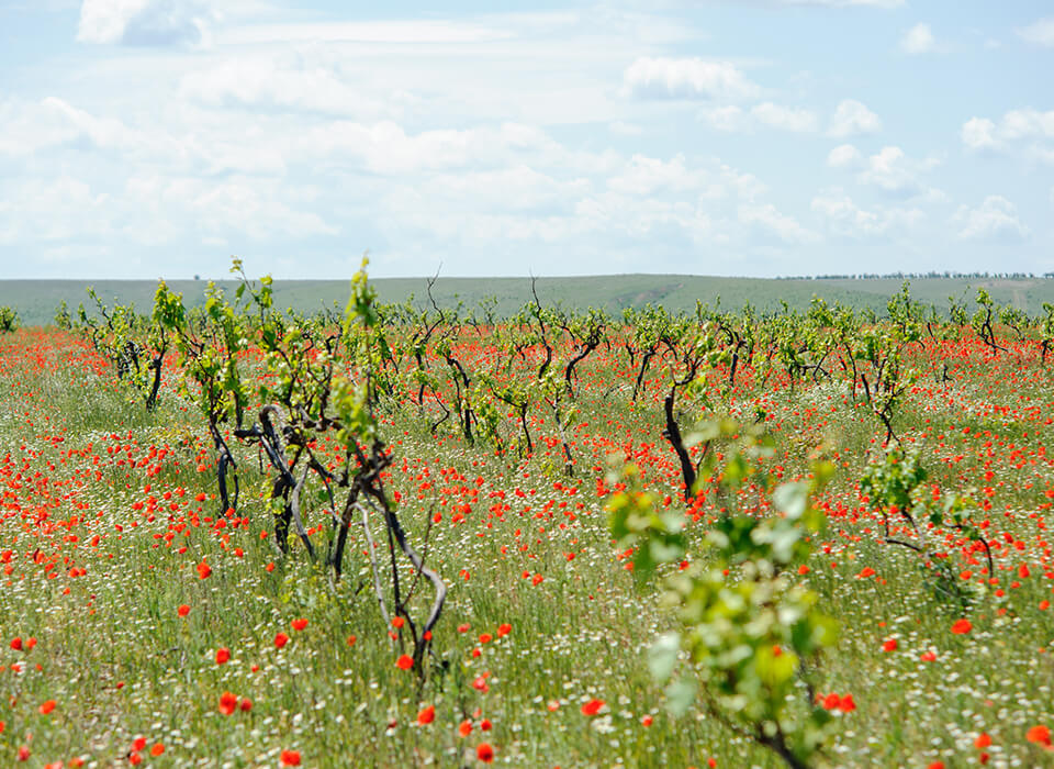 RIESLING<br />
VOM ROTEN SCHIEFER