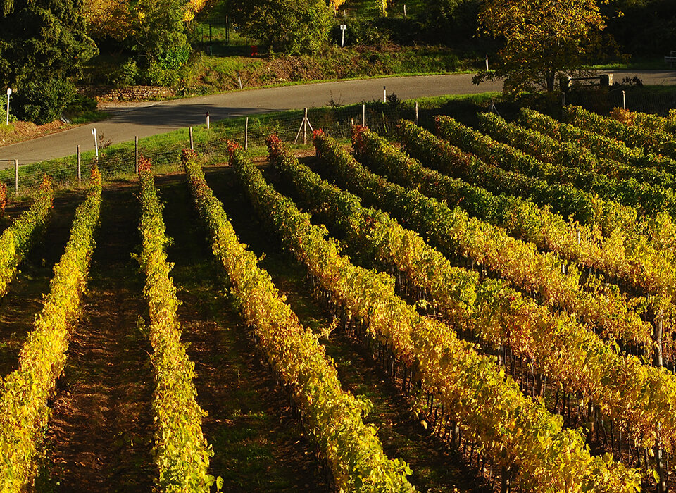 VALPOLICELLA CLASSICO<br />
2021, OGNISANTI