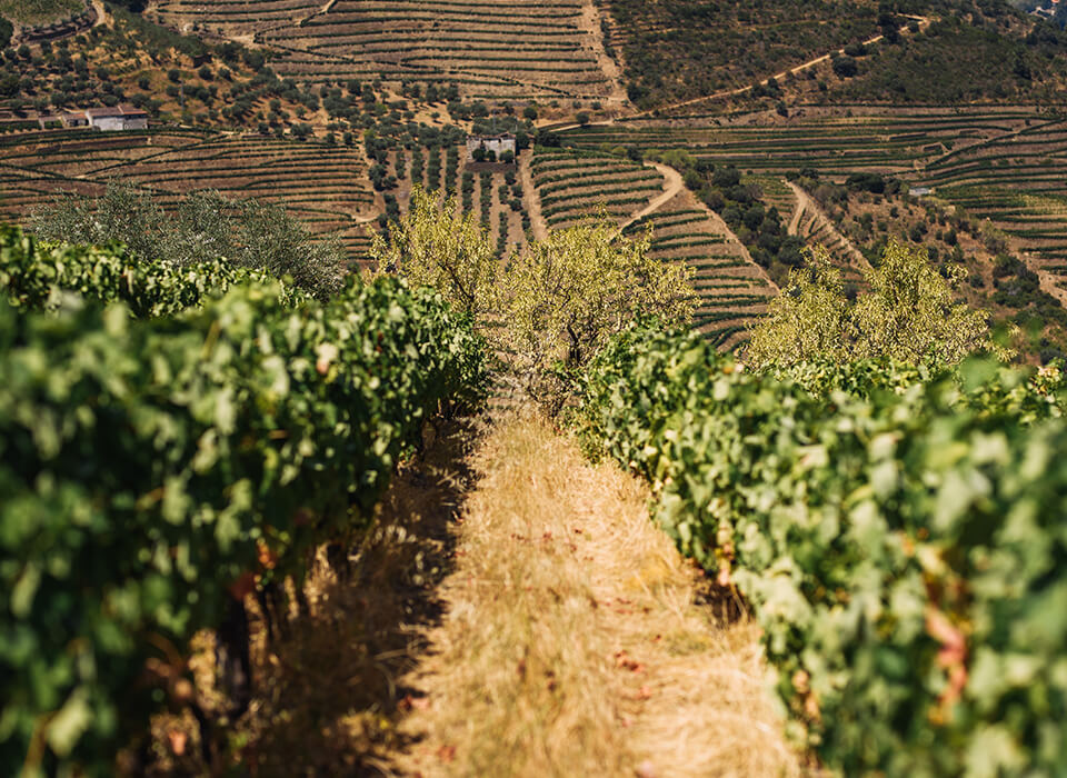CHÂTEAU<br />
D’AIGUILHE 2022