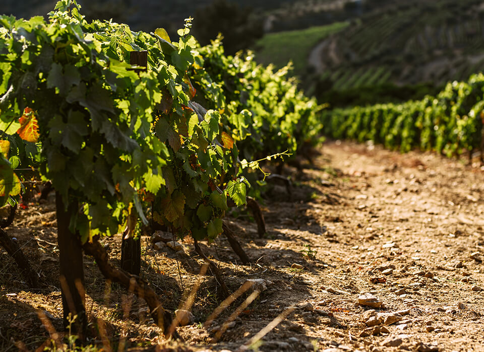 CHÂTEAU LES CARMES<br />
HAUTBRION 2022
