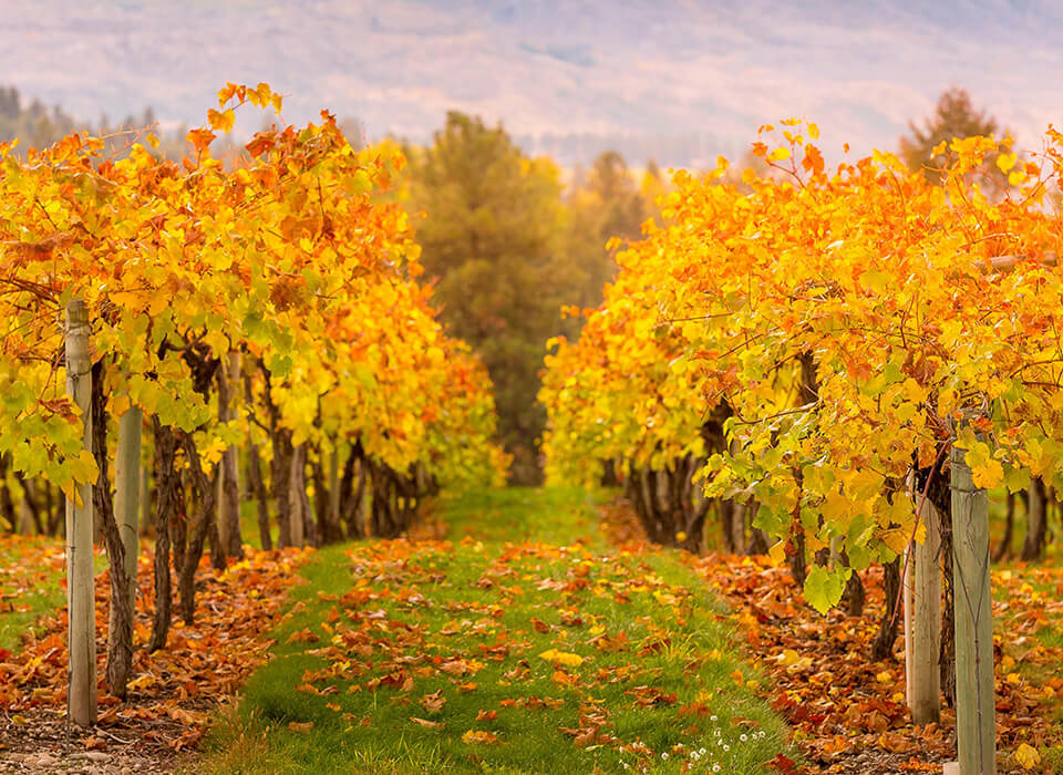 PENSO PRIMITIVO<br />
DI MANDURIA DOP 