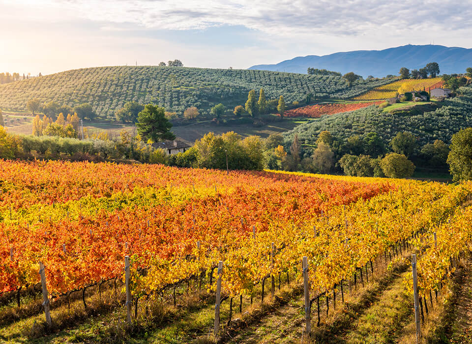MALBEC RESERVE<br />
DOMAINE BOUSQUET
