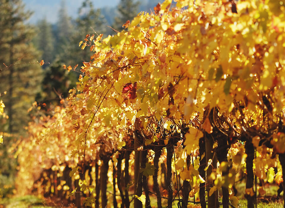 RIPASSO DELLA<br />
VALPOLICELLA LO<br />
TRAGO ACCORDINI 