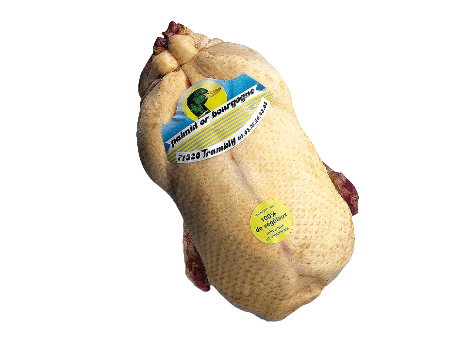 Ente, weiblich, «Palmid’Or Bourgogne»