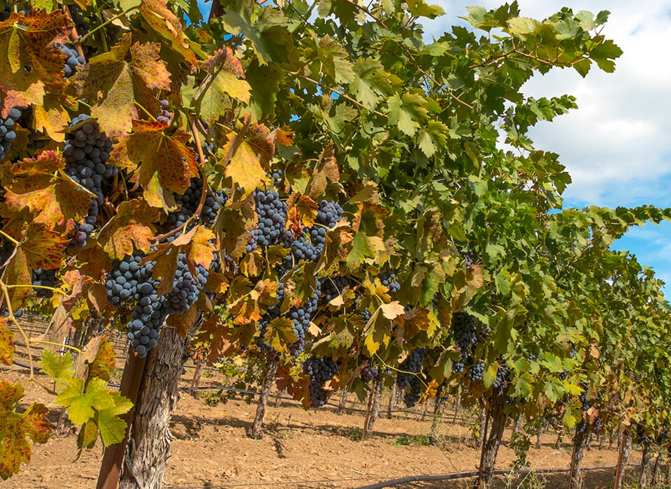 POUILLY-FUISSÉ LES ROBÉES <br />
