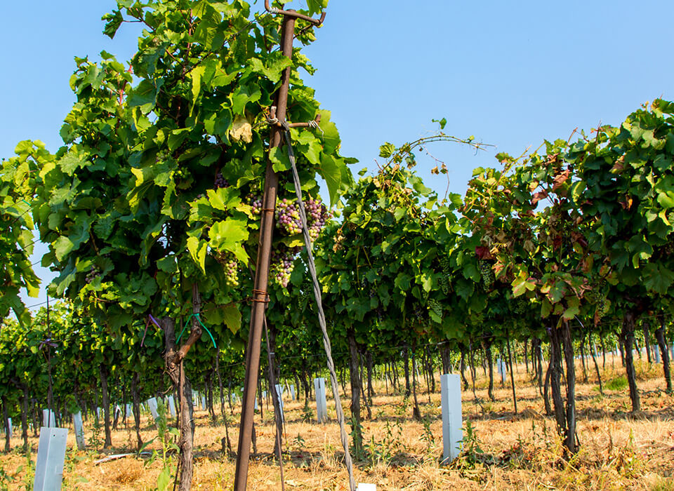 CHÂTEAU SMITH HAUT LAFITTE BLANC 2017