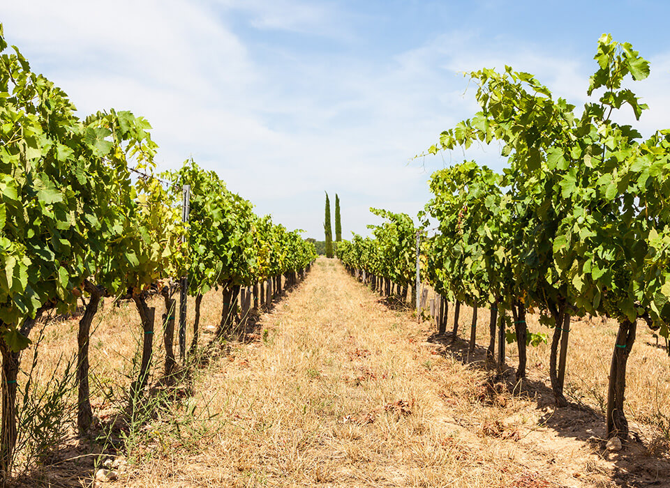NUESTRA SEÑORA DEL PORTAL BLANCO