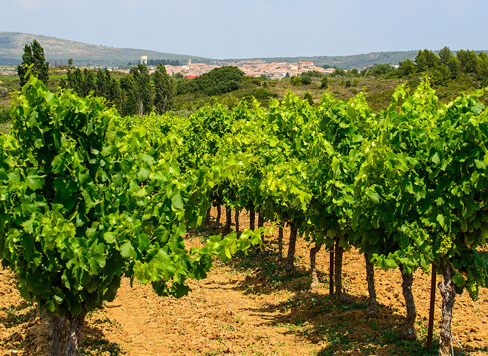 PETITE ARVINE LES ÉTOILES <br />