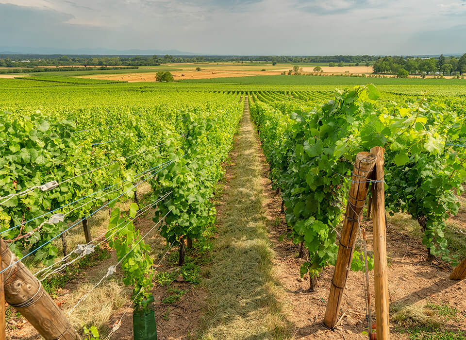 WEISSBURGUNDER SIRMIAN