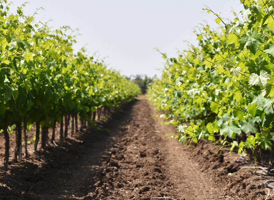 CHARDONNAY BARON SALVADORI NALS