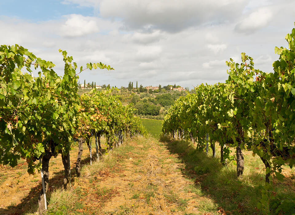 SOAVE SAN MICHELE CA'RUGATE<br />