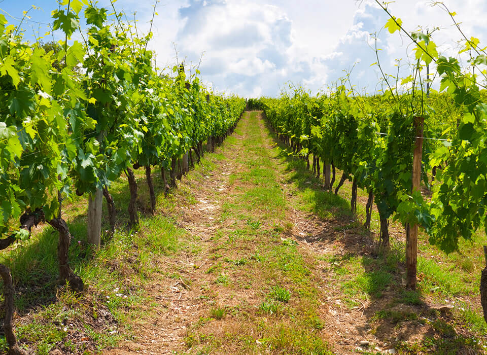 CHARDONNAY RESERVE DOMAINE BOUSQUET